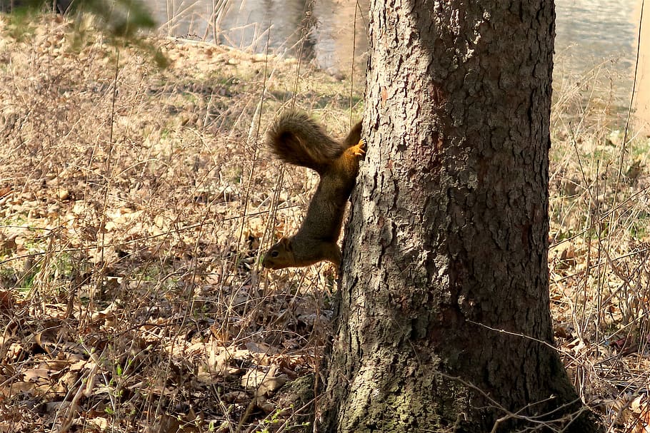 Squirrel, Animal, Nature, one animal, tree trunk, animal wildlife HD wallpaper