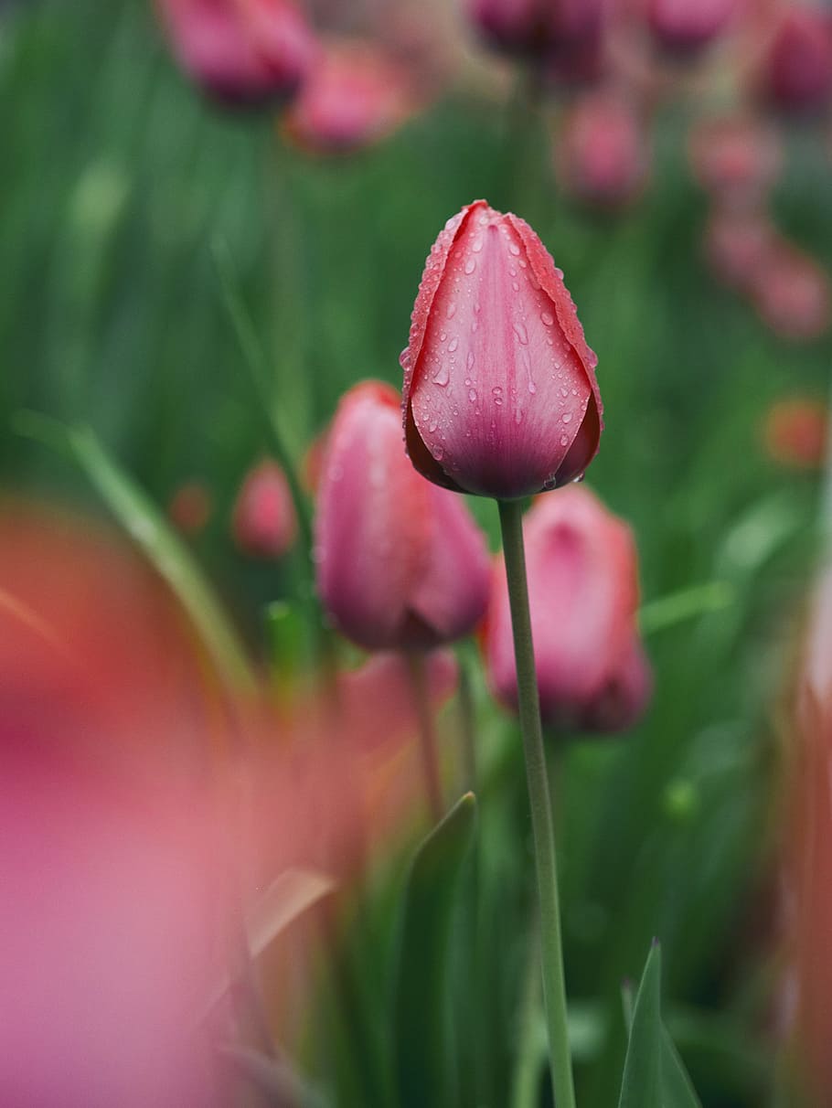 focused photo of a pink rose, pink tulips in tilt-shift lens photo HD wallpaper