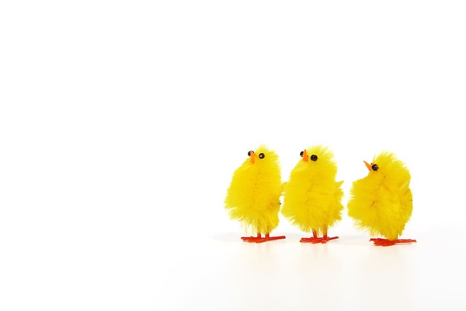 three yellow chicks standing looking up, adorable, animal, baby, HD wallpaper