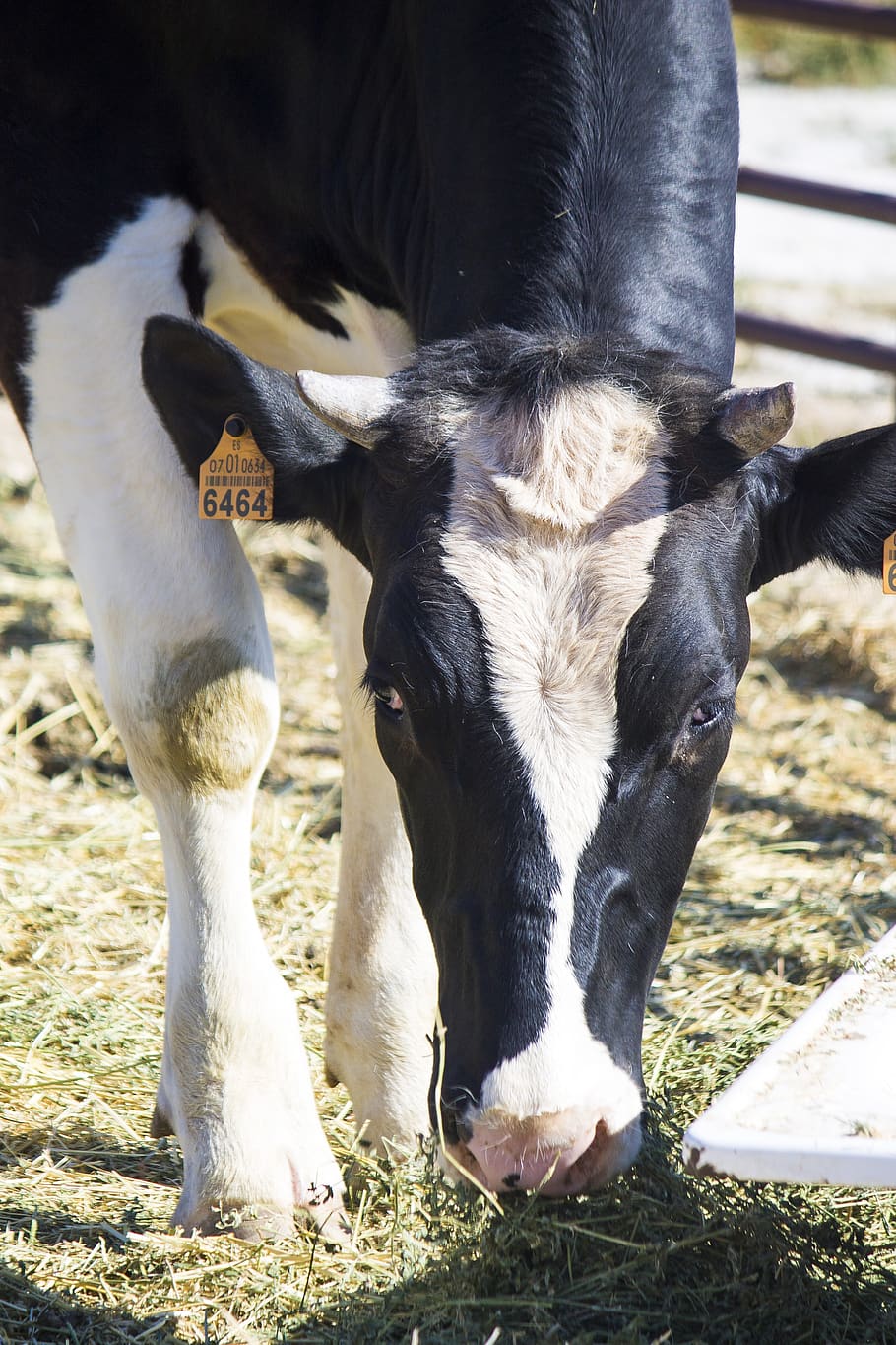 Cow and calf hi-res stock photography and images - Alamy