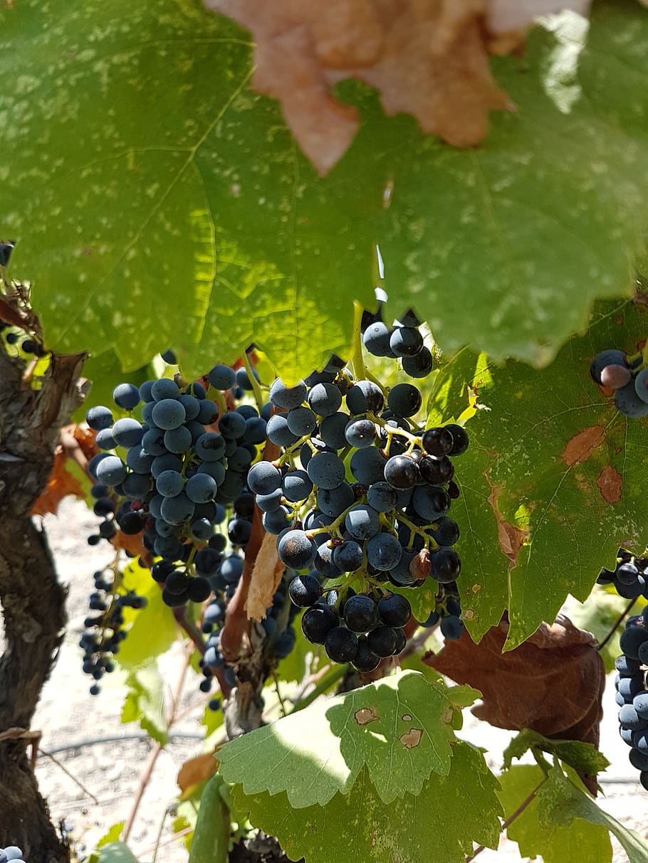 vineyard, grapes, fruit, food and drink, healthy eating, leaf HD wallpaper