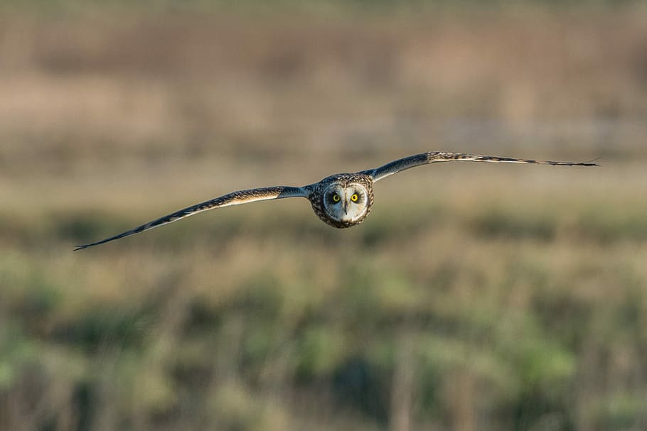 panning photography of owl flying, selective focus photo of black and gray owl diving on air at daytime HD wallpaper