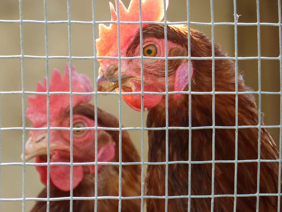 hen, poultry, captivity, grating, farm, animal themes, cage HD wallpaper