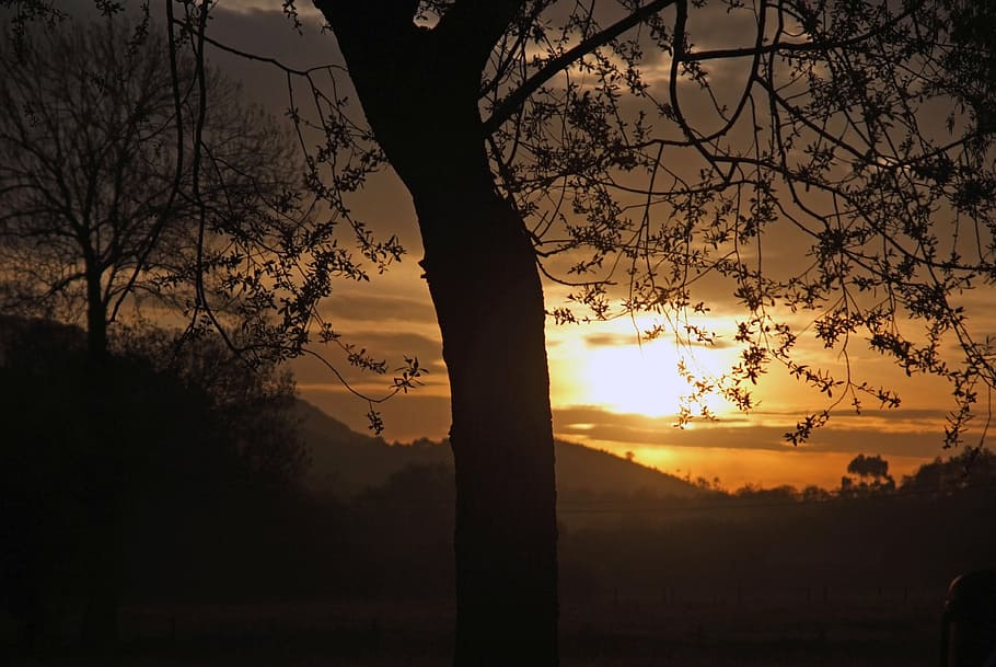 dawn, sun, field, light, tree, nature, sunset, sky, beauty in nature HD wallpaper