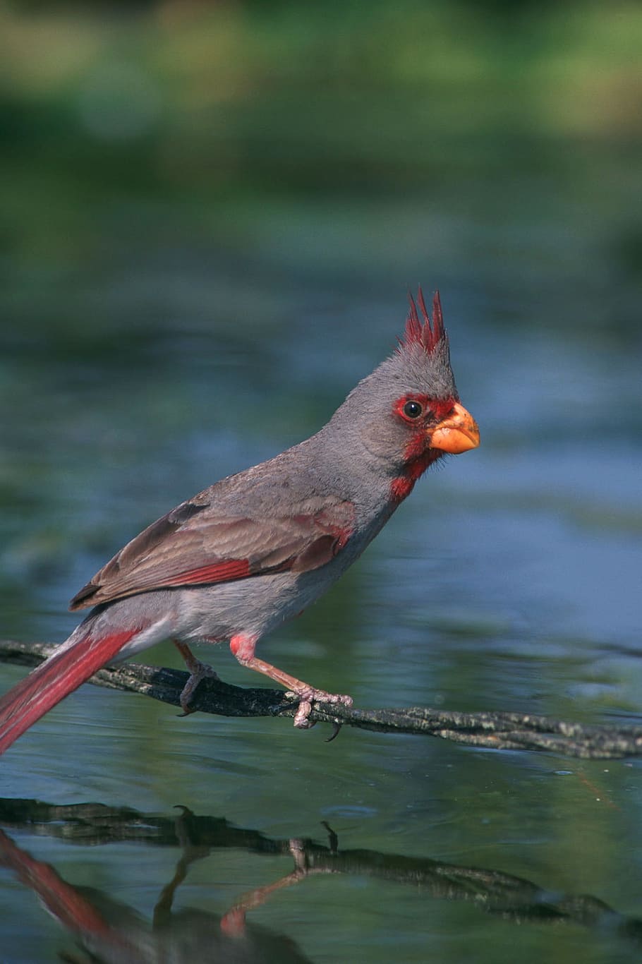 Dessert, Cardinal, Bird, Redbird, dessert cardinal, perched HD wallpaper