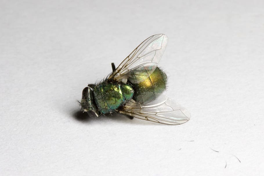Fly, Dead, Bug, Insect, Grim, green, wings, macro, close up HD wallpaper