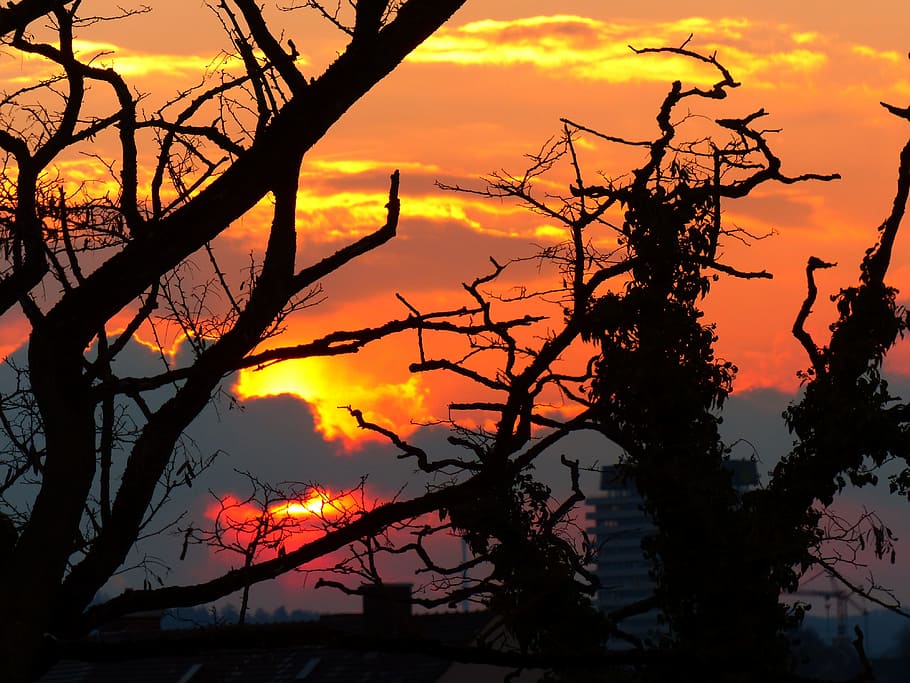 Sunset, Light, Burn, Glow, sky, silhouette, back light, tree HD wallpaper