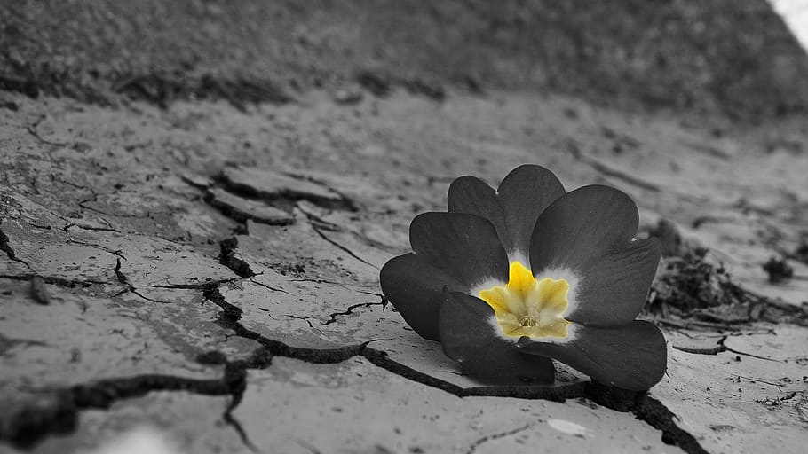desert, flower, daba, drought, flowering plant, beauty in nature HD wallpaper
