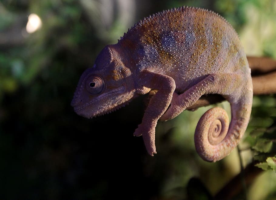 selective focus photography of gecko, chameleon, reptile, casey HD wallpaper