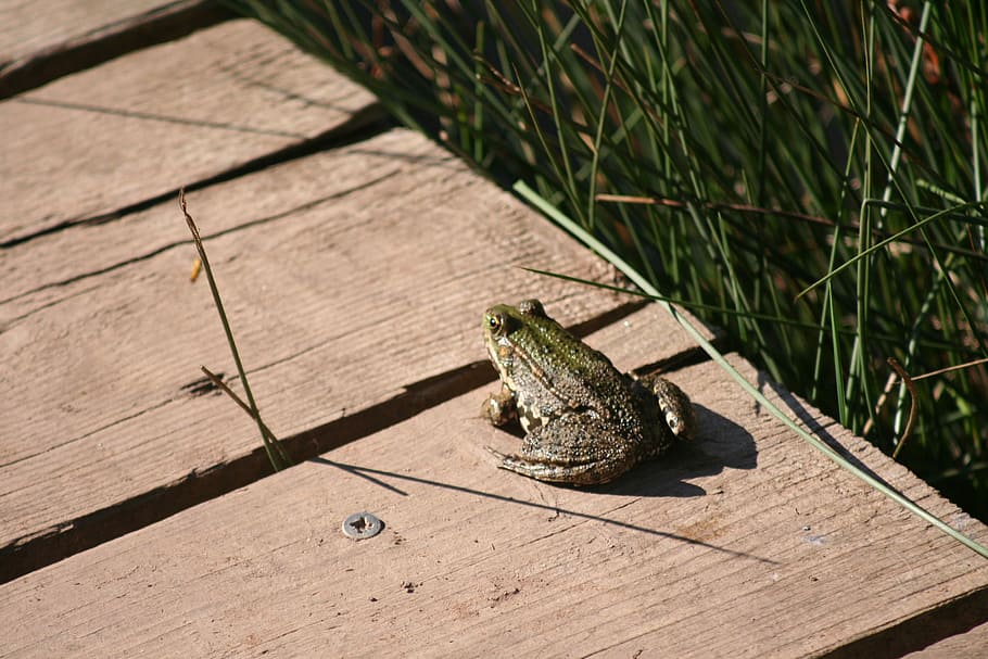 Toad, Pontoon, Amphibian, day, outdoors, grass, no people, nature HD wallpaper