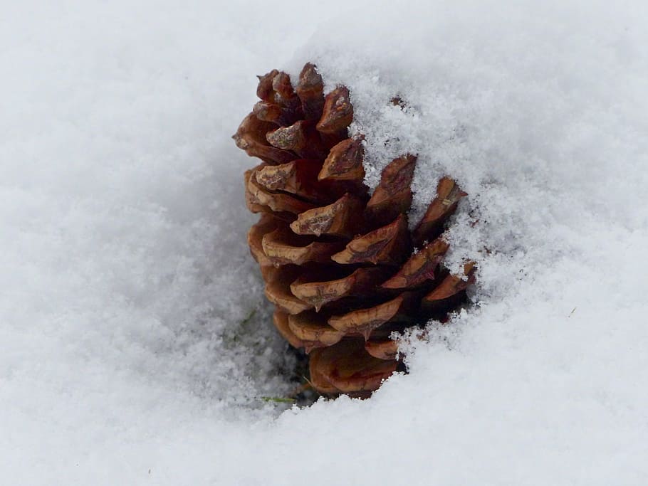 brown pine cone in snow, nature, tree, covered, winter, forest HD wallpaper