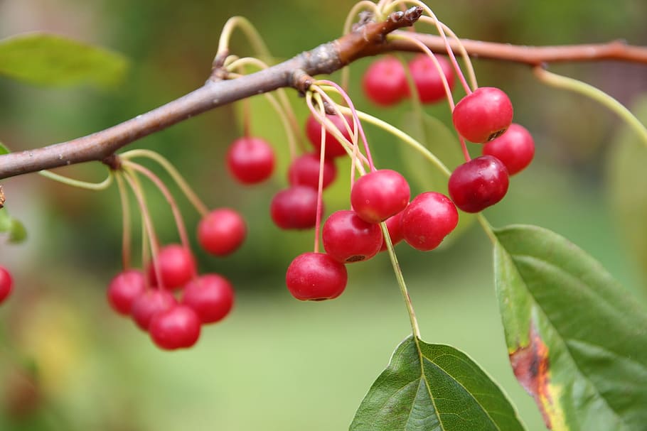 fruit, forest, mountain, red berries, autumn, wood, nature HD wallpaper