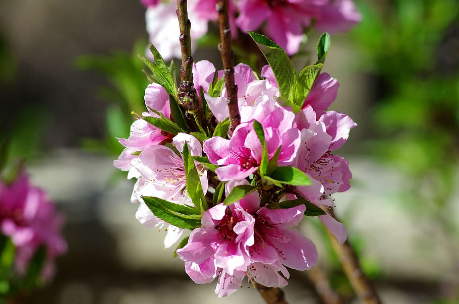 bloom, blossom, flora, flowers, leaves, macro, flowering plant HD wallpaper