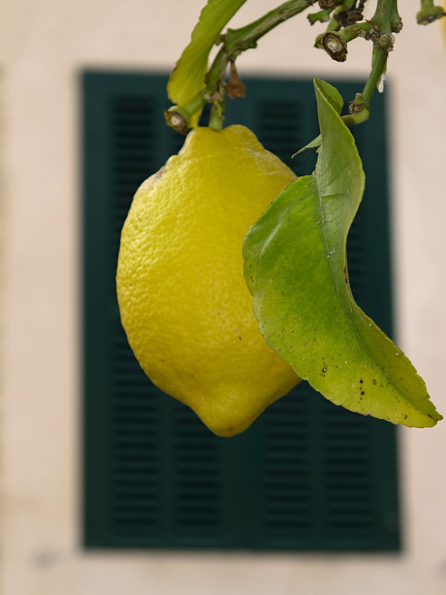 Fruit, Tree, Lemon, yellow, leaf, food and drink, no people HD wallpaper
