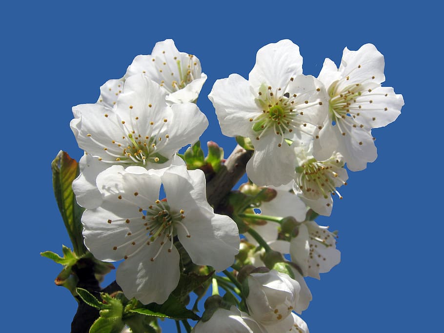 cherry blossom, isolated, blue, spring, bloom, easter, tree pruning HD wallpaper