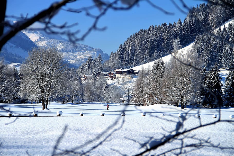 snow cover trees near mountain, winter, cold, wintry, christmas HD wallpaper