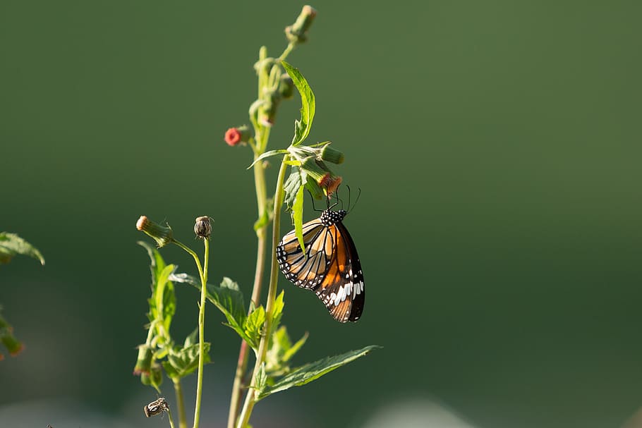 butterfly, flower, insect, invertebrate, animal wildlife, animal themes HD wallpaper