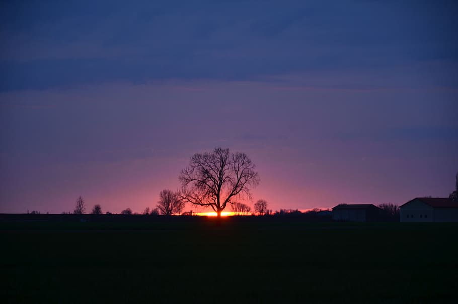 nature, tree, landscape, panoramic, sunset, dawn, sky, evening HD wallpaper