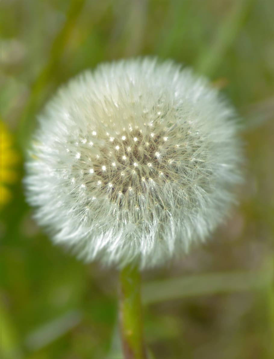 dandelion, spring, plant, meadow, fragility, vulnerability HD wallpaper