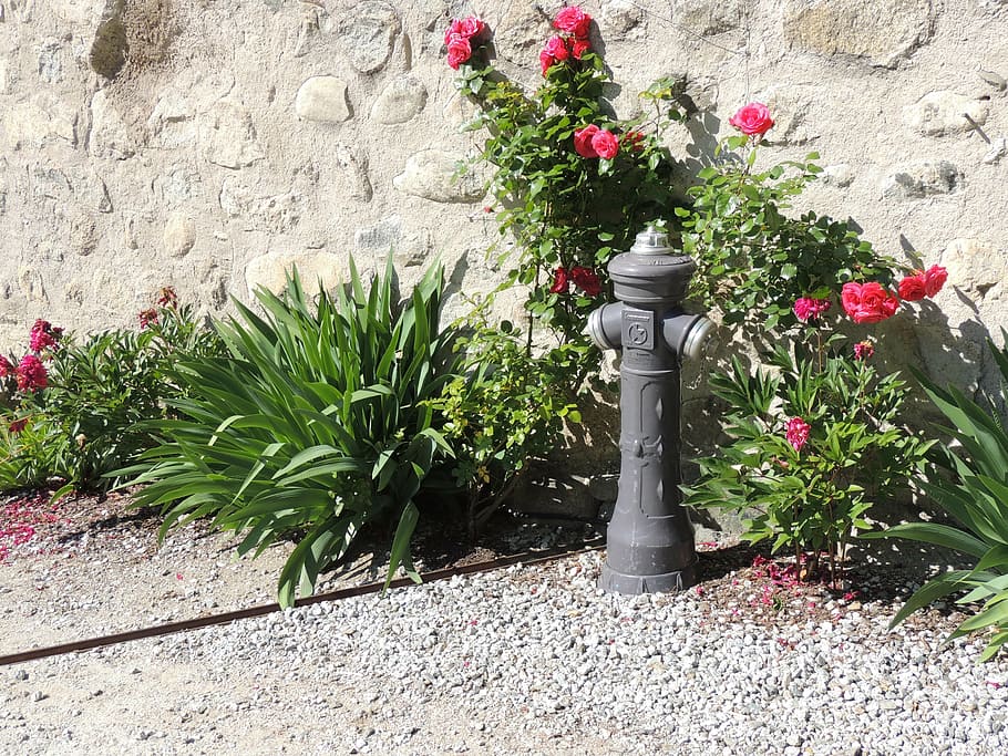 hydrant, flowers, wall, fire, plant, flowering plant, growth HD wallpaper