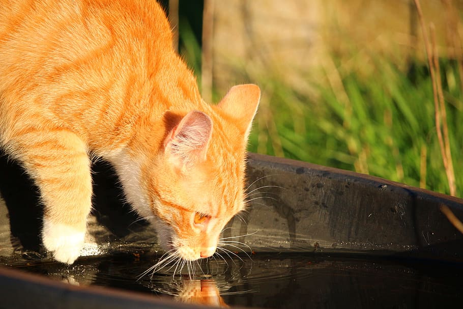 Cat, Kitten, Red, Mackerel Tabby, mieze, red mackerel tabby HD wallpaper