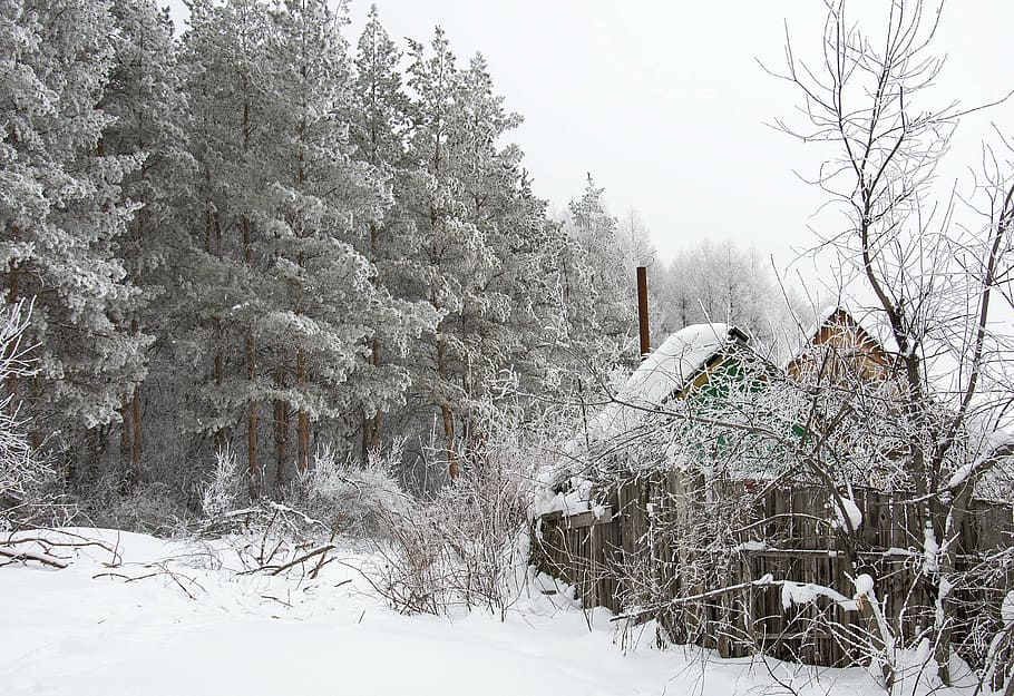 winter, forest, house, pine, cold temperature, snow, tree, plant HD wallpaper