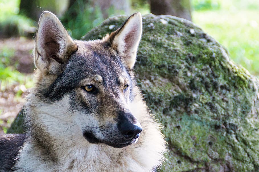 wolf dog, nature, zoo, one animal, animal themes, mammal, domestic animals HD wallpaper