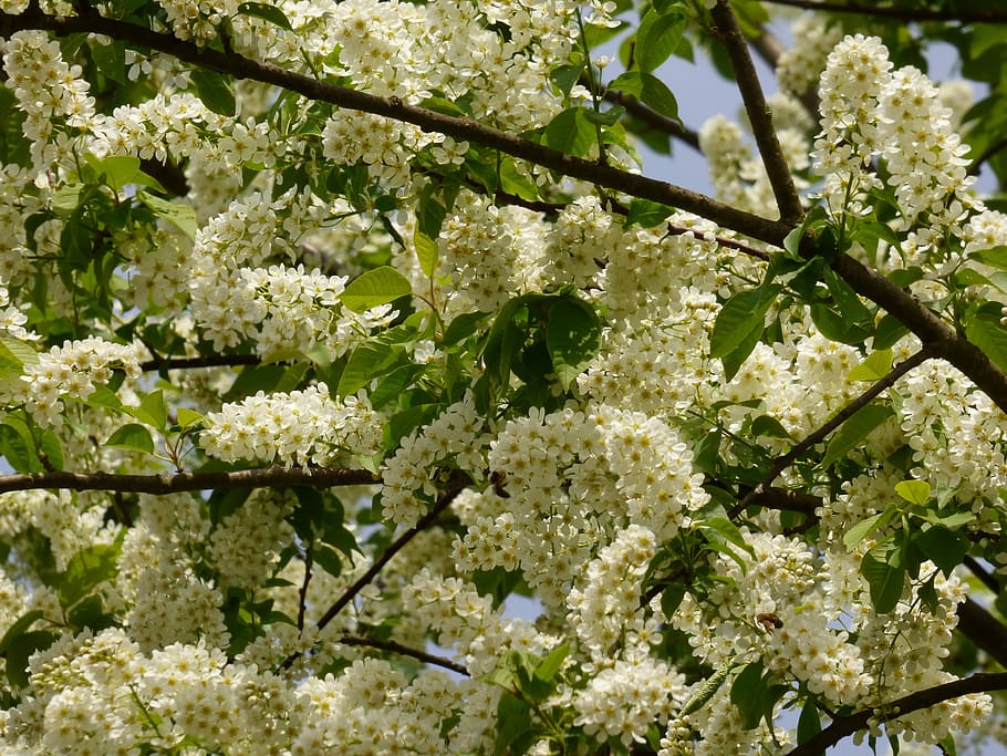 Tree, Flowers, Blooming, blooming tree, spring flower, growth HD wallpaper
