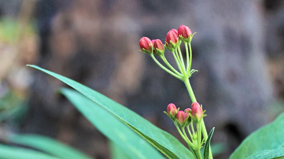 plant, flower, red, flowering plant, freshness, beauty in nature HD wallpaper