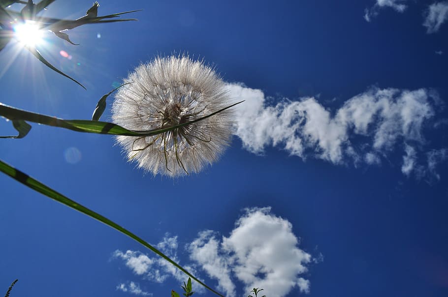 sky, cloud, plant, dandelion, blue, clouds sky, nature, sky clouds HD wallpaper