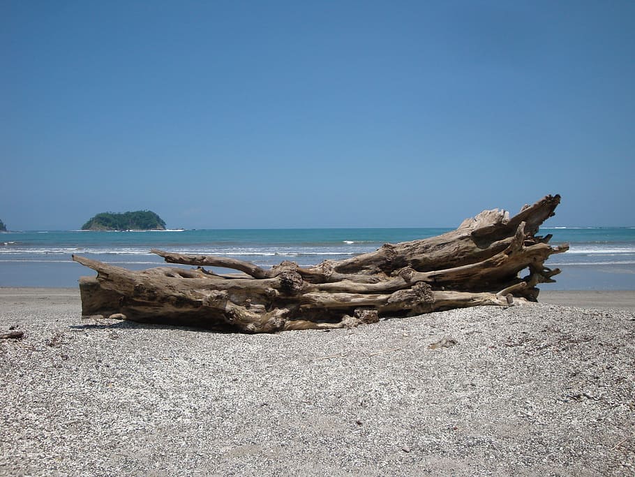 brown drift wood on beach, Costa Rica, Pacific, Beach, baustamm, HD wallpaper