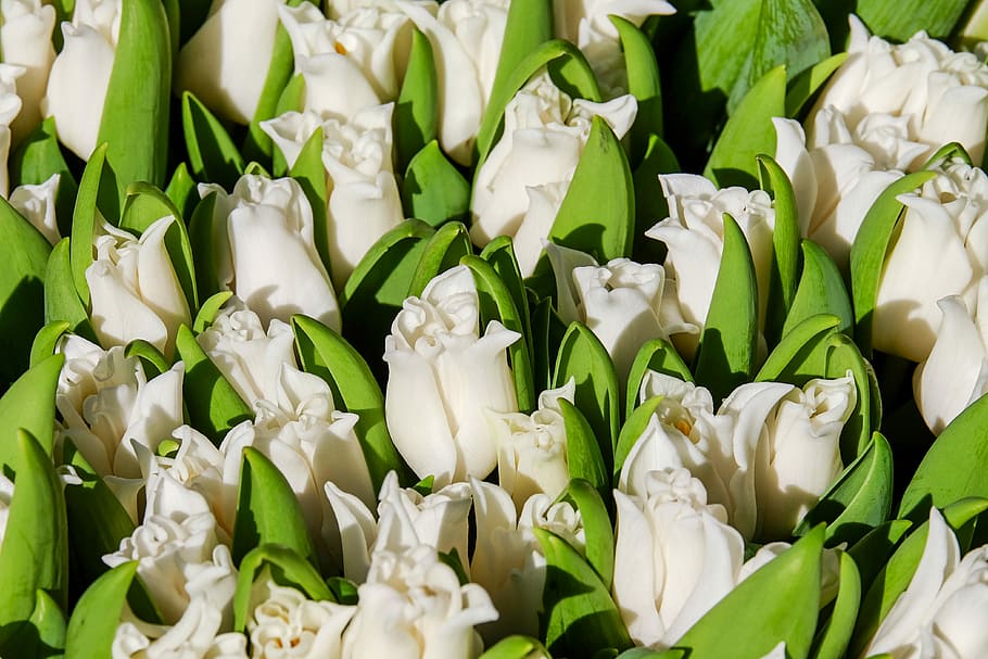 close-up photo of white roses in bloom, tulips, flowers, spring HD wallpaper