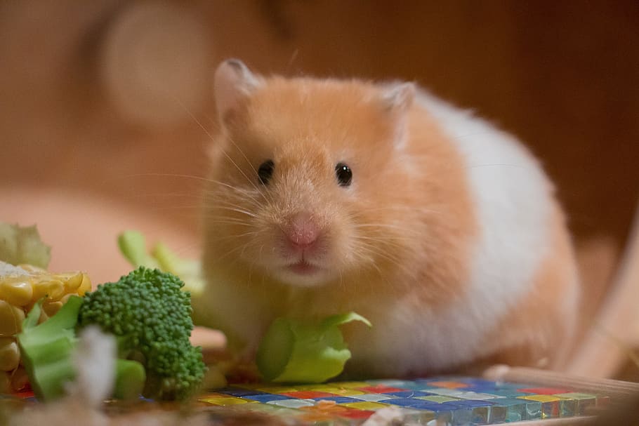 brown and white hamster near broccoli, cute, small, portrait
