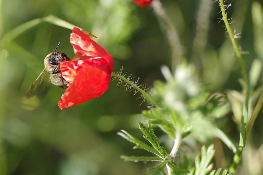 Poppy, Flower, Bee, Nectar, Single, red, the petals, macro HD wallpaper