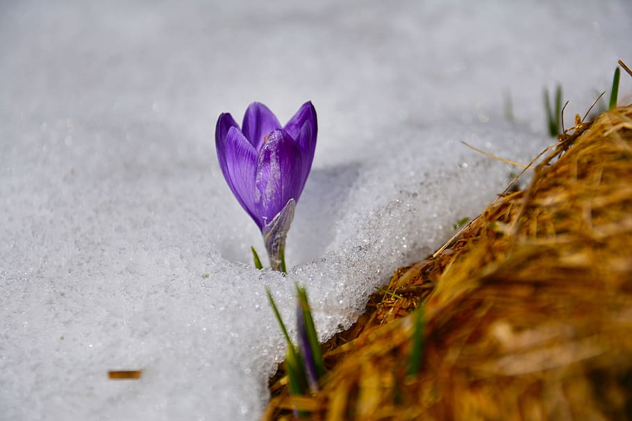 purple petaled flower in clear crystal, crocus, spring, mountain HD wallpaper