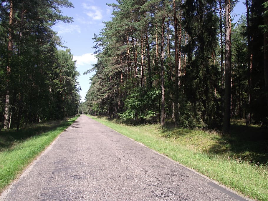 forest, trees, foliage, way, plant, direction, road, transportation HD wallpaper