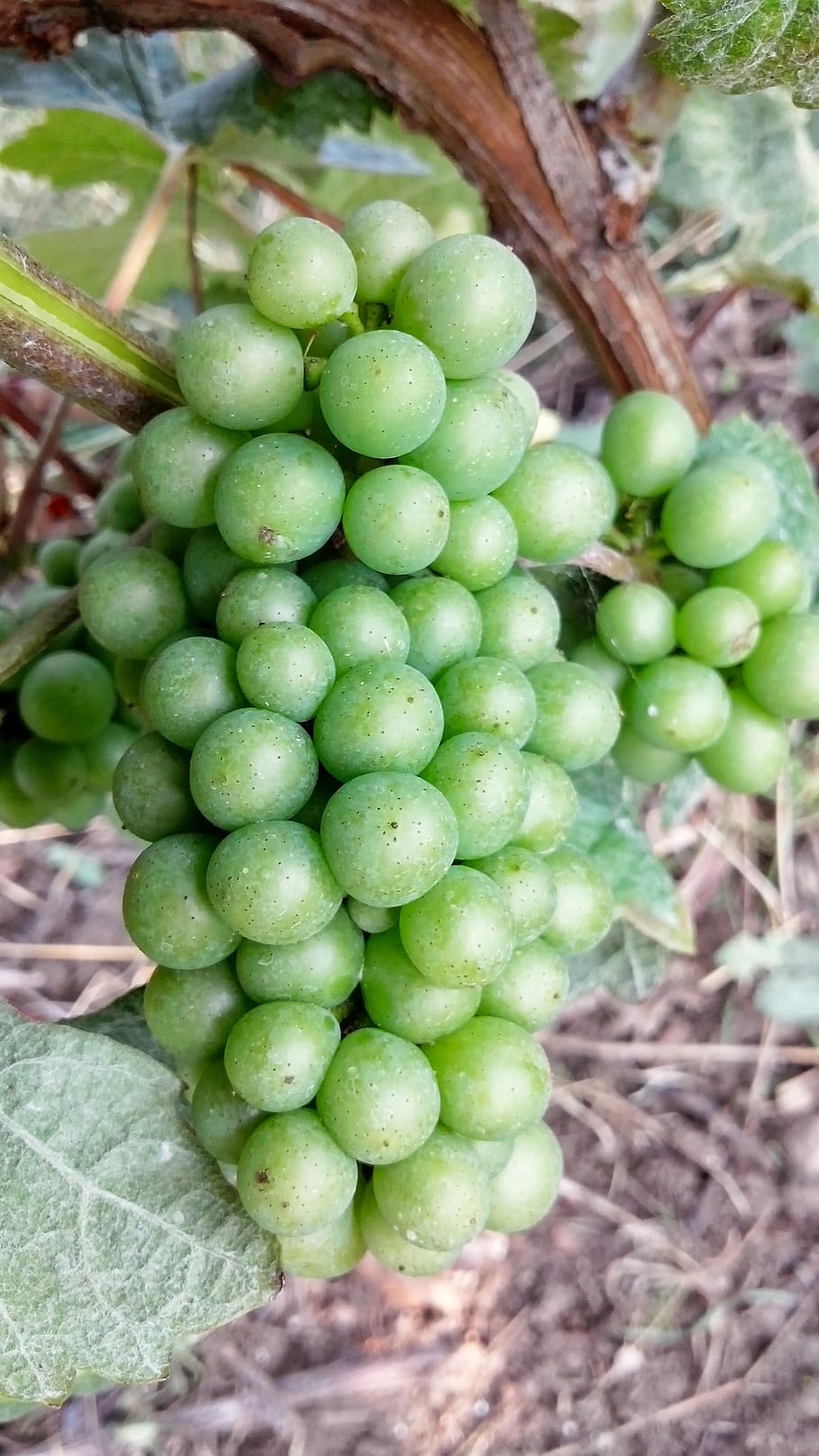 Grape, Chardonnay, Champagne, fruit, green color, food and drink HD wallpaper