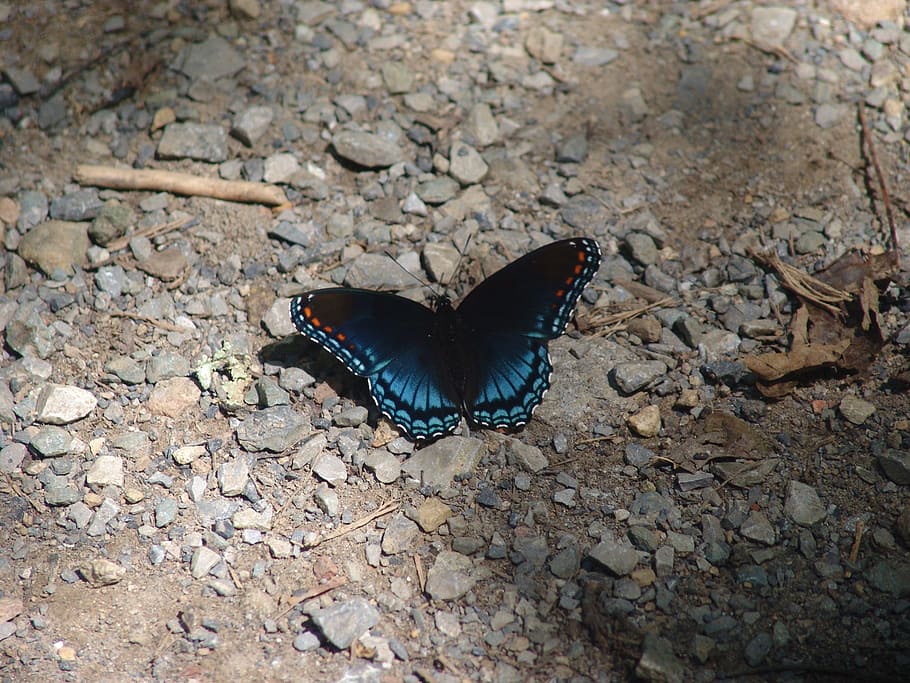 Butterfly, Nature, Insect, Wing, one animal, animal themes HD wallpaper