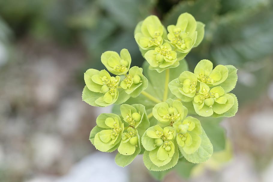 green, nature, macro, close, plant, flower, background, doga HD wallpaper