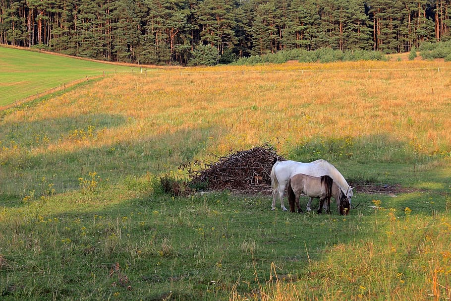 paddock, horses, coupling, graze, field, pasture, nature, plant HD wallpaper