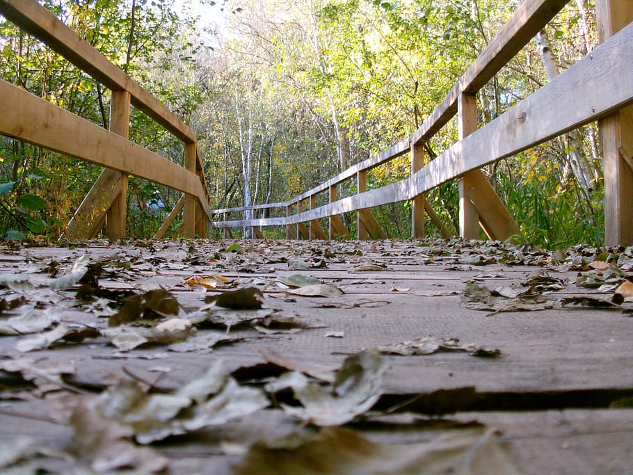 web, bridge, nature, tree, plant, architecture, connection HD wallpaper