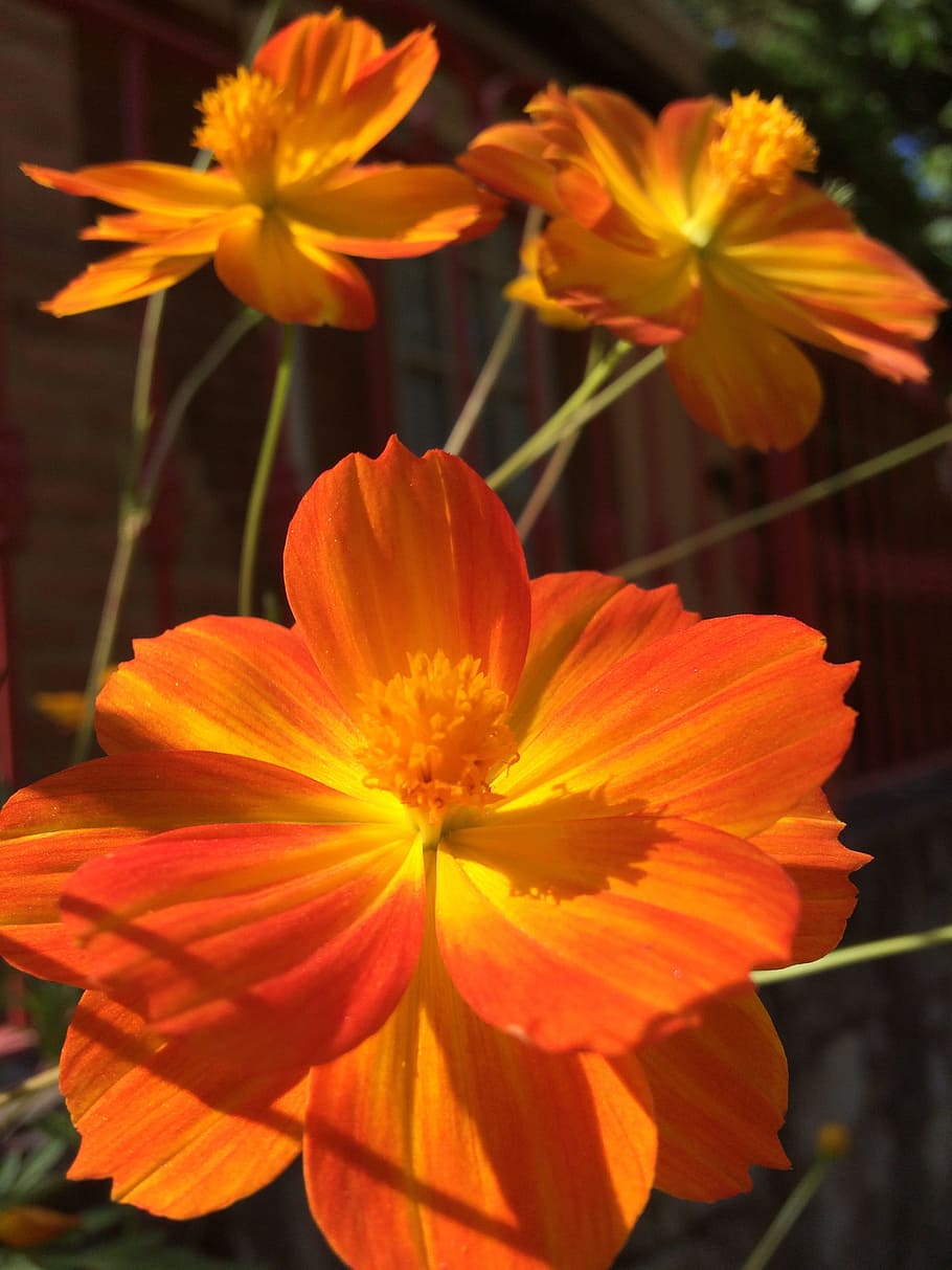 Flower, Light, Spring, Nature, Floral, blossom, natural, garden HD wallpaper