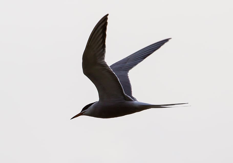 arctic turn, flight, silhouette, sea bird, flying, tern, sky, HD wallpaper