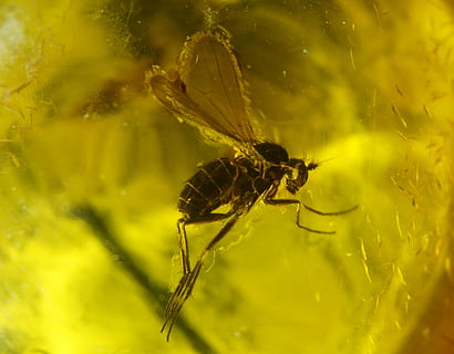 bernstein, fly, macro, fossil, insect, animal wildlife, animals in the wild HD wallpaper