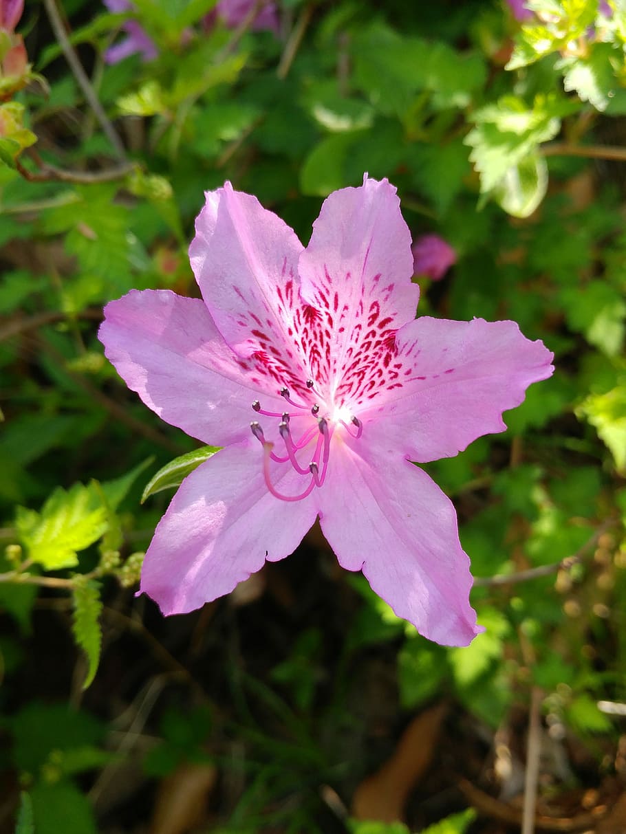 nature, flowers, plants, leaf, summer, flowering plant, freshness HD wallpaper