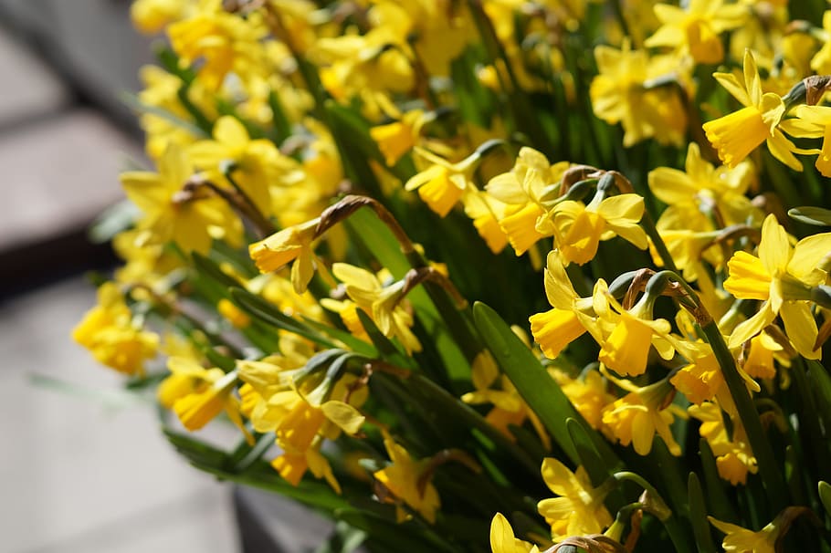 Spring, Flowers, Daffodils, Heat, handsomely, yellow, plant HD wallpaper