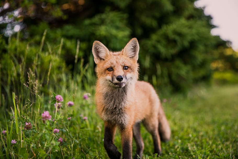 brown animal on green grass, selective focus photography of fox walking on green grass HD wallpaper