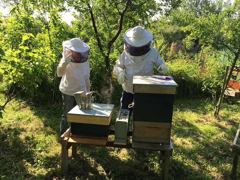 beekeepers, bees, hive, beekeeping, nature, plant, two people HD wallpaper