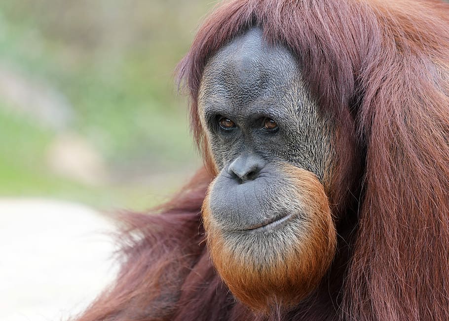 selective focus of brown orangutan, monkey, primate, ape, wildlife HD wallpaper