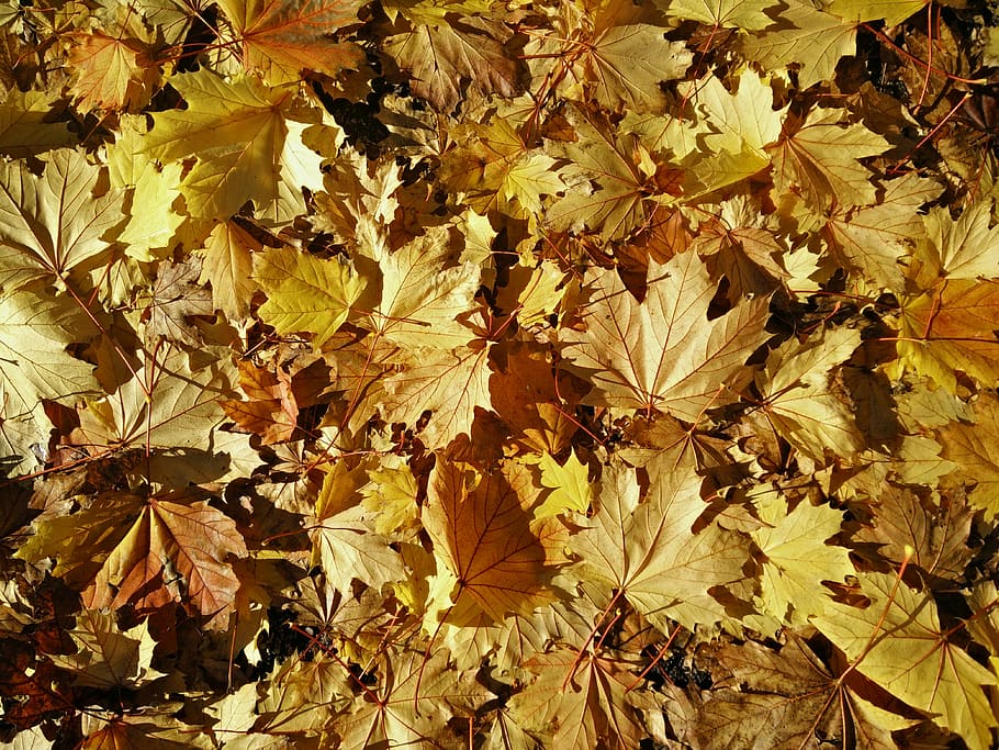 close up photography of yellow maple leaves, dried leaves, autumn HD wallpaper